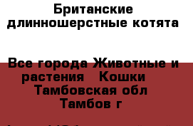 Британские длинношерстные котята - Все города Животные и растения » Кошки   . Тамбовская обл.,Тамбов г.